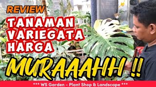 REVIEW TANAMAN VARIEGATA HARGA  MURAH   ‼️