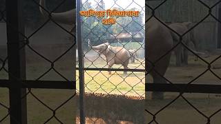 আলিপুর চিড়িয়াখানার হাতির আনন্দ🐘Alipore Zoo 2025#youtubeexpress #shorts #viralvideo #trendingvideo