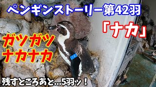 ペンギンストーリー　～第42羽「ナカ」～【フンボルトペンギン】