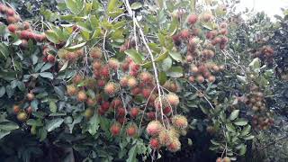 Rambutan Rongrien (RR) variety in Mulapula Passi City