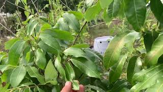 Longan tree one year after freezing weather