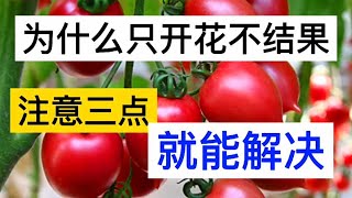 西红柿为什么只开花不结果？怎样有效预防？分享我的3个小经验