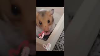 ♡初めての手渡し♡　#shorts #ハムスター #hamster #ころまる日記 #ゴールデンハムスター