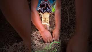 ওল ফুল |Elephant Foot Yam #shorts #flowers #elephantfootyam