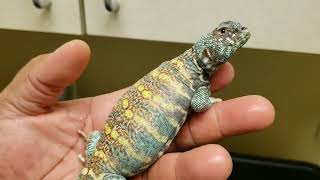 I havent showed these Ornate Uromastyx for a while. Just a Quick Break from Bearded Dragon footage.