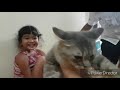 Kucing angora lucu teman bermain Hanum || Funny Kitten