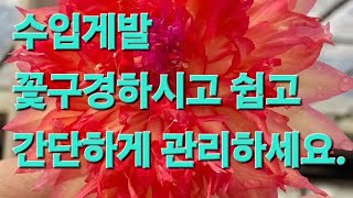 수입게발 꽃들이 피고 있어요.  꽃들 보시고 새로들어온 아이들 분갈이 했어요.쉽게 관리하세요