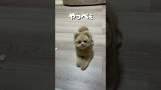 ハスキー犬にはなれませんでした🐕#ポメプー #犬のいる暮らし #いぬのいる生活 #犬