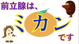 【泌尿器で聞いてみよう#1】前立腺って、そもそも何なんですか？