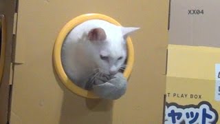 ジャンプの曲芸が見事！ 飛び猫の白猫ユキ♪ White cat Yuki does acrobatic jump