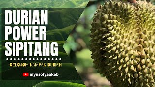 Terokai Sabah : Musim Buah-buahan di Sipitang, Sabah