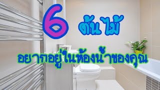 6 ต้นไม้ที่อยากอยู่ในห้องน้ำของคุณ