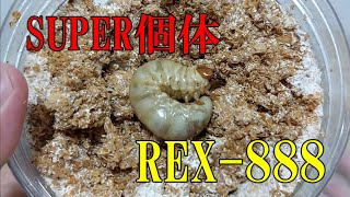 【大型血統】国産オオクワガタのSUPER個体！！REX-888の幼虫を菌糸ビンに移動させてみた！！【カブトムシ・クワガタ】