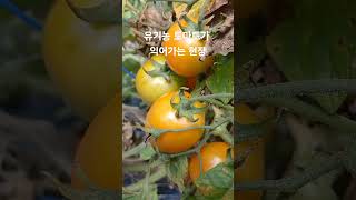 #유기농토마토 가 익어가는 모습 #상주친환경농업연합회