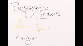 Polygenic Traits
