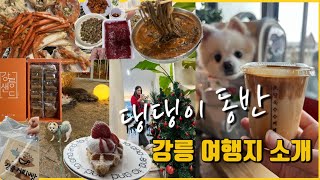 [Vlog] 7분 만에 보여주는 애견동반 강릉 여행지 소개합니다 🌊ㅣ강릉 맛집 or 강릉 카페ㅣtrip to Gangwon-doㅣ