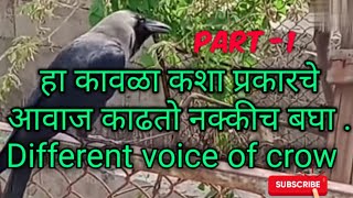 हा कावळा कशा प्रकारचे आवाज काढतो नक्कीच बघा.(different voice of crow)