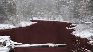 Local Horrified As River Turns Blood Red, Animals Refuse To Enter It