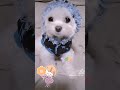 【超小型犬動画】パピー服がぴったりの大人1.85kgラテ　 マルチーズ ポメラニアン ミックス犬 マルポメ mix トイプードル ヨークシャテリア ヨープー dog 愛犬 混血狗