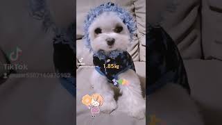 【超小型犬動画】パピー服がぴったりの大人1.85Kgラテ　#マルチーズ #ポメラニアン #ミックス犬 #マルポメ #mix #トイプードル #ヨークシャテリア #ヨープー #dog  #愛犬 混血狗