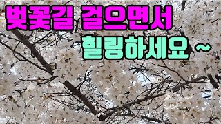 [대구여행] 대구 벚꽃명소, 대구 벚꽃길, 벚꽃길 걸으면서 힐링하세요. 이월드 일대 벚꽃길,