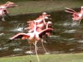 フラミンゴショー　宮崎市フェニック自然動物園