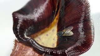 【4K】 Fly vs Carnivorous Plants. 食虫植物 ウツボカズラ ハエを食べる瞬間【食虫植物TV】