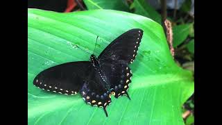 The Costa Rican Black Swallowtail (Papilio stabilis)