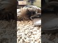 Our Shorkie Can Fall Asleep Anywhere!