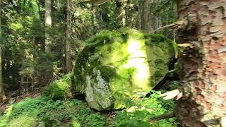 Moos im Wald - Entspannender Waldspaziergang