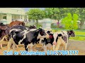 chaudhary dairy farm heifers for sale in punjab best cattle farm for sale pk janwar mandi￼