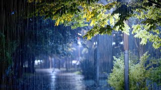 ASMR Autumn Rain Sounds l Raindrops and Fall Leaves Under the Street Light