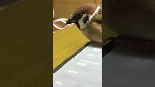 雀　この遊び好きやねん　#shorts #bird #すずめ