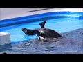 鴨川シーワールドのシャチに謝るトレーナーさん？なんちゃって～ kamogawa sea world