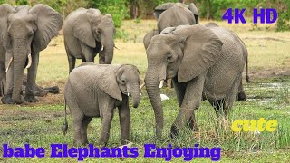 The Amazing moment Elephants Enjoying |  हत्तींचा आनंद घेताना आश्चर्यकारक क्षण | Nature Life Style |