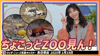 【魚住茉由】 動物園ですごく仲良くなったホワイトタイガーがいる茉由ちゃん。ちょこっとZOO見ん！