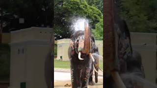 Popular ✨ ಭೀಮ 🐘| Elephant 🐘 🐘✨🔥#bheema #dasara #elephant #mysore #abhimanyu #mahendra #youtubeshorts