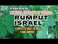 Rumput Israel yang selama ini dianggap sebagai rumput biasa ternyata...