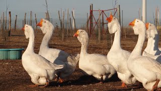 10.01.2020. White kholmogory geese. Olympus farm today.