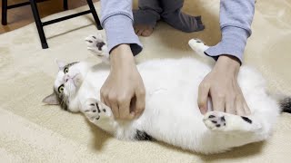 撫でると小さい米俵みたいにポテッと転がる猫