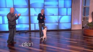 Uggie the Dog Does Tricks for Ellen!