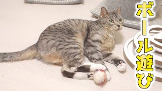 猫が大好きなボールで遊んでいる。フェイントに引っかかる猫【猫 かわいい】