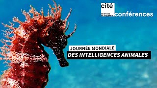 DIRECT - Journée mondiale des intelligences animales 1/2