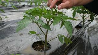 Cum se copilesc Rosiile / Copilirea Rosiilor in solar esentiala in dezvoltarea plantelor.