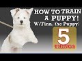 How To Train Your Puppy Leash Walking and 4 More Things!