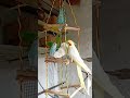 Homemade best love birds toys | Birds toys | Rv Fancy Bird | #shorts