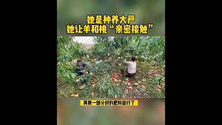 他是种养大户，他让桃和羊“亲密接触”#生态