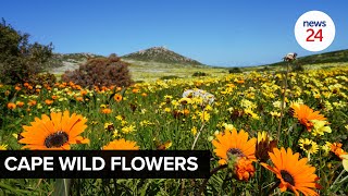 WATCH | Tourists flock to West Coast National Park as flowers bloom, displaying an array of colours