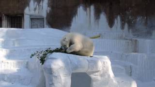 お立ち台で枝葉と戯れるイッちゃん（Шилка）　　　天王寺動物園のホッキョクグマ