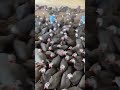 Inside the Loudest Farm in the World #guineafowl #agriculture #indoorfarming